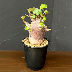 アデニウム ：アラビカム ブラックスキン　3号