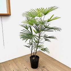 ウンナンシュロチク：ミドリヒメ ６号鉢植え