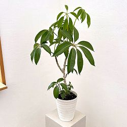 ツピダンサス（ストレート仕立て）6号鉢植え