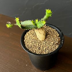 ユーフォルビア：ステラータ　(飛竜)　3号鉢植え