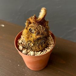 タカワラビ：ゴールデンチャウチャウ（キンモウコウ）　2.5号鉢植え