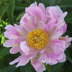 [26年10月中下旬予約]シャクヤク（芍薬）：ピンクスプリッツァー(1芽株)4号ポット*