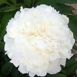 [26年10月中下旬予約]シャクヤク（芍薬）：マリールモワール4号ポット*