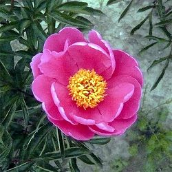 [26年10月中下旬予約]シャクヤク（芍薬）：ミスターG.F.ヘメリック4号ポット*