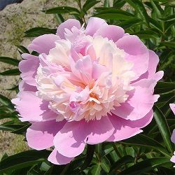 [26年10月中下旬予約]シャクヤク（芍薬）：レディーアンナ4号ポット*
