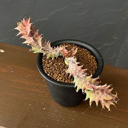 ユーフォルビア：トルチラマ　3号鉢植え