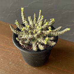 ユーフォルビア：ブレビラマ　3号鉢植え