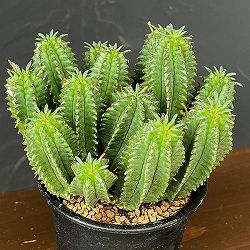 ユーフォルビア：フィムブリアタ×ホリダ　3号鉢植え