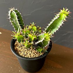 ユーフォルビア：ムランジーナ　3号鉢植え