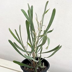 ハケア：シネレア5号鉢植え