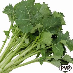 [26年10月中下旬予約]絶品かき菜：早生宮内菜(PVP)の苗10連カットパック入り（10株分）
