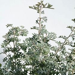 グレビレア：ロックグレビレア5号鉢植え