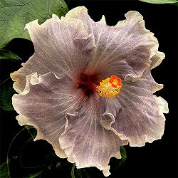 ハイビスカス：ブルーパシフィックオーシャン 4.5号鉢植え