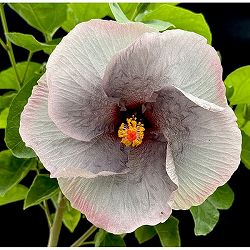 ハイビスカス：魔性の宴 4.5号鉢植え