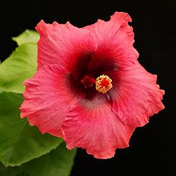 ハイビスカス：レッドハーケン 4.5号鉢植え