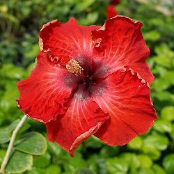 ハイビスカス：ジャイアントレッド 4.5号鉢植え