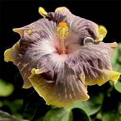 ハイビスカス：ペベリーコースト 4.5号鉢植え