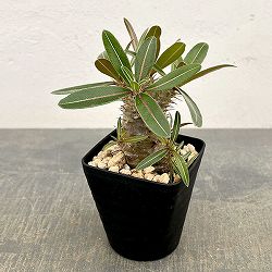 パキポディウム：ロスラーツムカクチペス3.5号鉢入り*