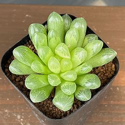 ハオルチア：オブツーサ（キサンタ）　2.5号鉢植え