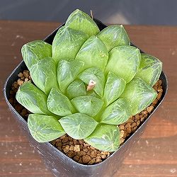 ハオルチア：マリン×オラソニー（実生カキコ）　2.5号鉢植え