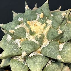 サボテン：アリオカルプス花牡丹　5号鉢植え