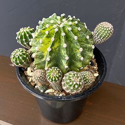 サボテン：エキノプシス　世界の図 5号鉢植え