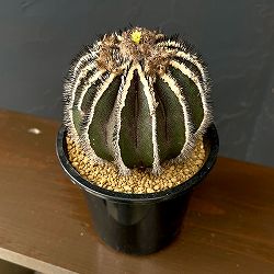 ユーベルマニア：ペクチニフェラ　4号鉢植え