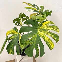 モンステラ：デリシオーサ イエローマリリン 6号鉢植え