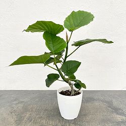 フィカス：ウンベラータ（曲がり仕立て）4号鉢植え
