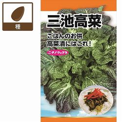 タカナ：三池高菜（みいけたかな）　の種