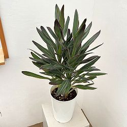 コルジリネ：サンゴ6号鉢植え