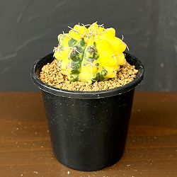 ギムノカリキウム：バッテリー錦(実生)　3号鉢植え*