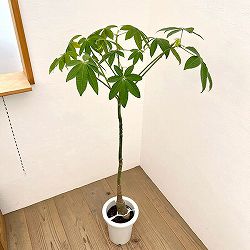 パキラ：グラブラ （実生株）　7号26-05