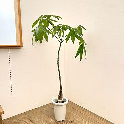 パキラ：グラブラ （実生株）　7号26-06