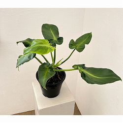 フィロデンドロン：マハラジャ　6号鉢植え