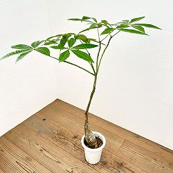 パキラ：グラブラ （実生株）　6号鉢植え26-06