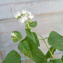 [26年9月中下旬予約]フジバカマ：白花丸葉3号ポット