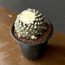 サボテン：コピアポアテヌイシマ（カキコ株）　3号鉢植え