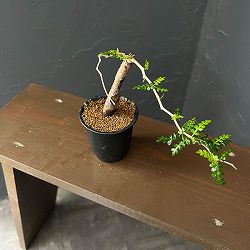 オペルクリカリア：パキプス（根挿し・ちょっと大きめ） 3号鉢植え