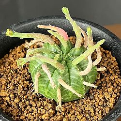 ユーフォルビア：スーパーバリダ（カクト・ロコ実生特選株）　3号鉢植え26-01
