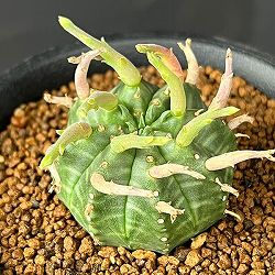 ユーフォルビア：スーパーバリダ（カクト・ロコ実生特選株）　3号鉢植え26-02