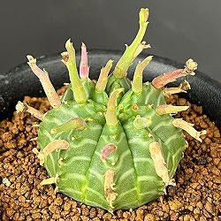 ユーフォルビア：スーパーバリダ（カクト・ロコ実生特選株）　3号鉢植え26-03