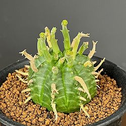 ユーフォルビア：スーパーバリダ（カクト・ロコ実生特選株）　3号鉢植え26-04