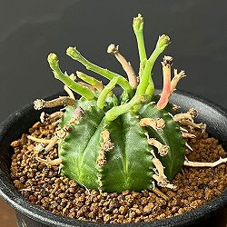 ユーフォルビア：スーパーバリダ（カクト・ロコ実生特選株）　3号鉢植え26-05