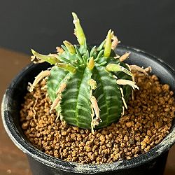 ユーフォルビア：スーパーバリダ（カクト・ロコ実生特選株）　3号鉢植え26-06