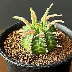 ユーフォルビア：スーパーバリダ（カクト・ロコ実生特選株）　3号鉢植え26-07