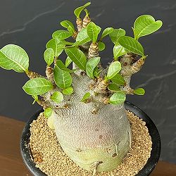 アデニウム：アラビカムスーパードワーフ　4号鉢植え26-05