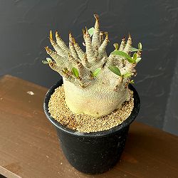 アデニウム：アラビカムスーパードワーフ　4号鉢植え26-06