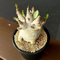 アデニウム：アラビカムスーパードワーフ　4号鉢植え26-08
