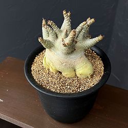 アデニウム：アラビカムスーパードワーフ　5号鉢植え26-01